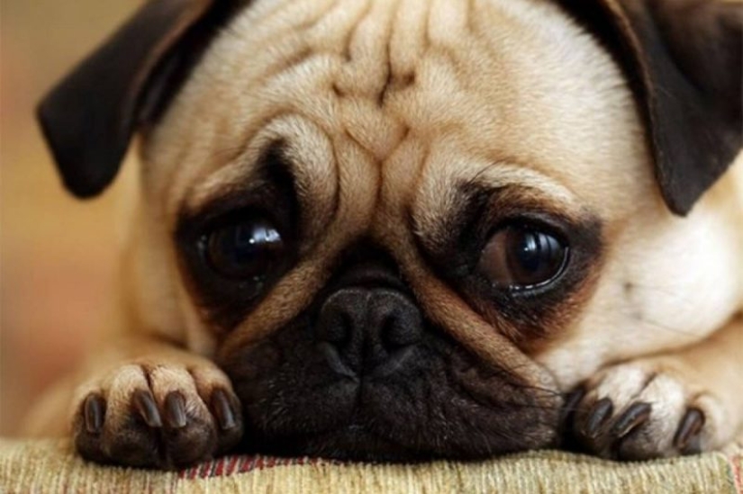 Dogs that are very offended Dogs that are very offended