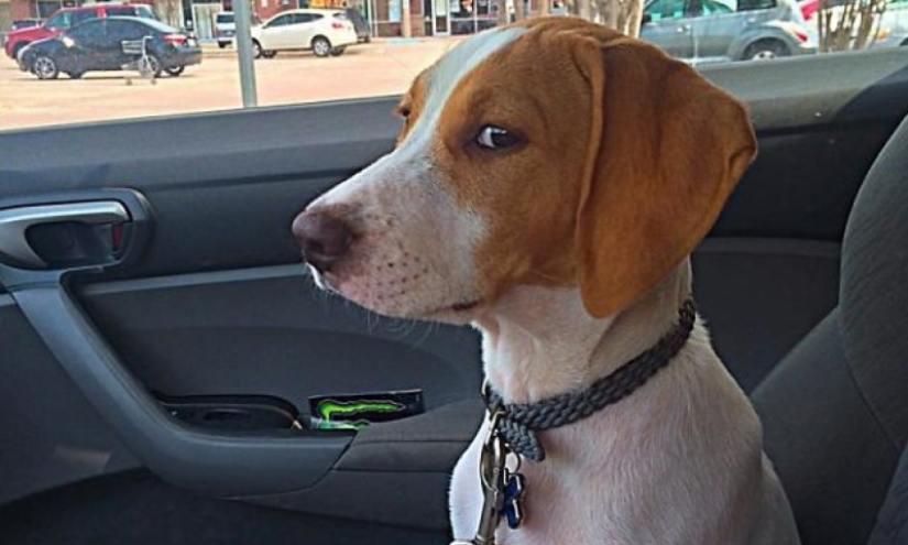 Dogs that are very offended Dogs that are very offended