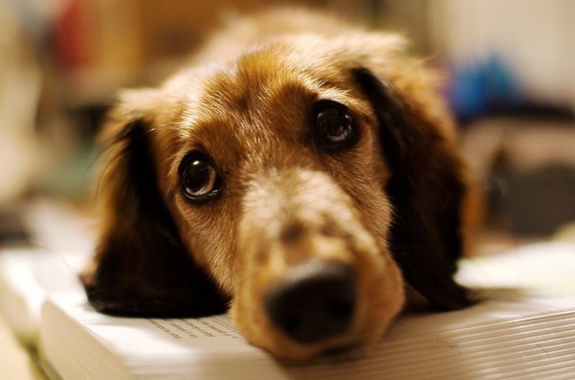 Dogs that are very offended Dogs that are very offended