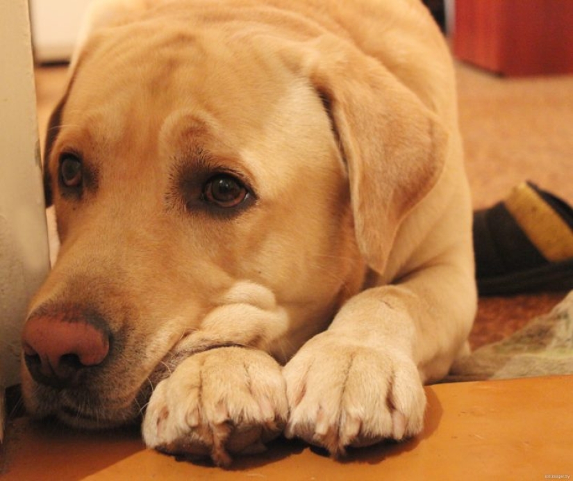 Dogs that are very offended Dogs that are very offended