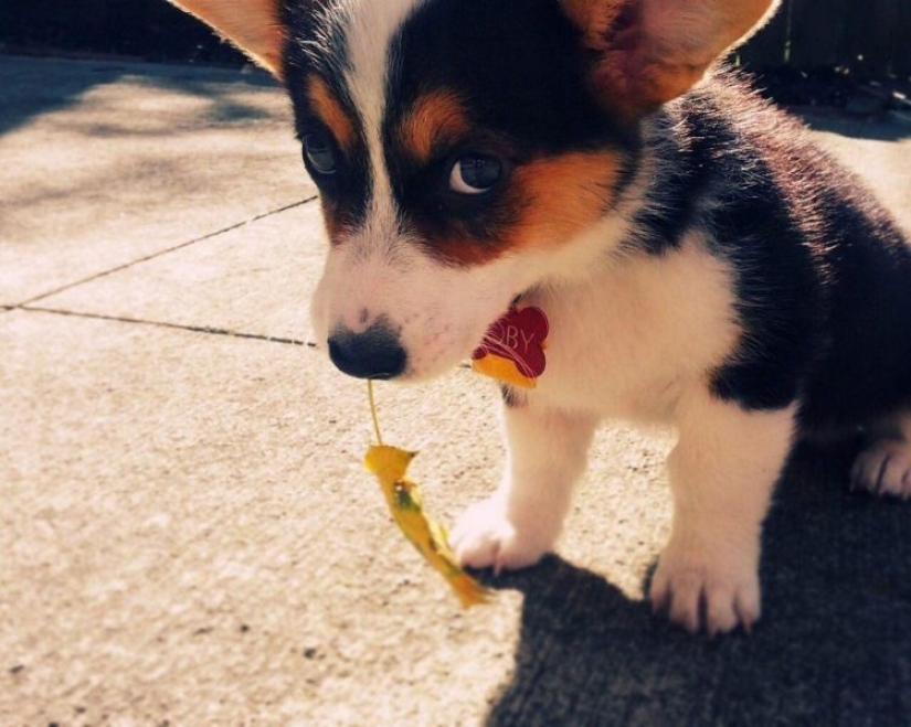 Dogs that are very offended Dogs that are very offended