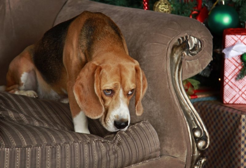 Dogs that are very offended Dogs that are very offended