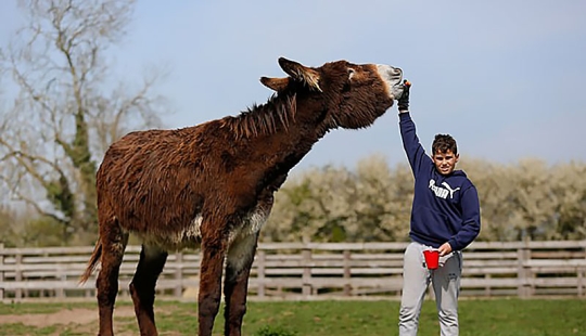 Donkey Derrick, living in a British nature reserve, will soon become the largest in the world