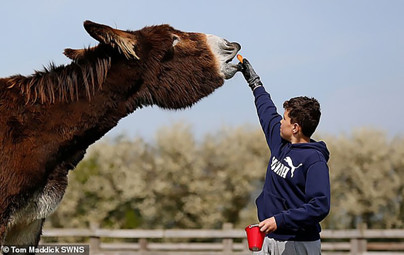 Donkey Derrick, que vive en una reserva natural británica, pronto se convertirá en el más grande del mundo