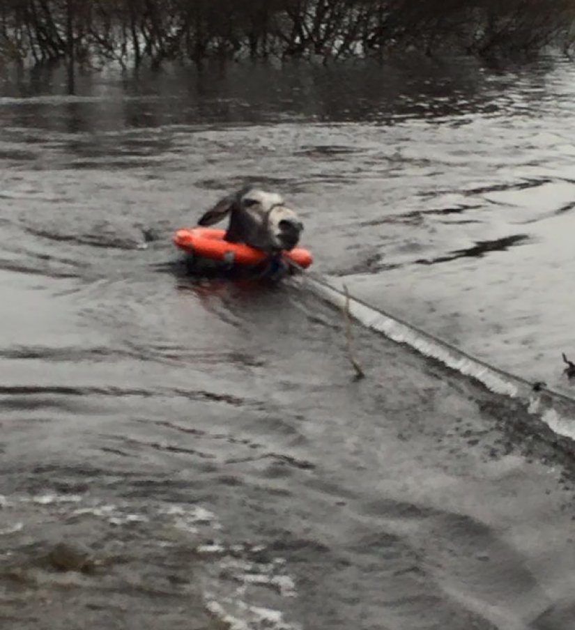 Donkey thanked his rescuers with a grateful smile Donkey thanked his rescuers with a grateful smile
