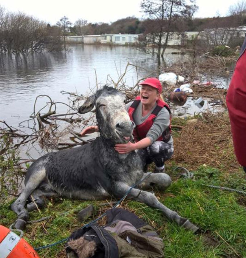 Donkey thanked his rescuers with a grateful smile Donkey thanked his rescuers with a grateful smile