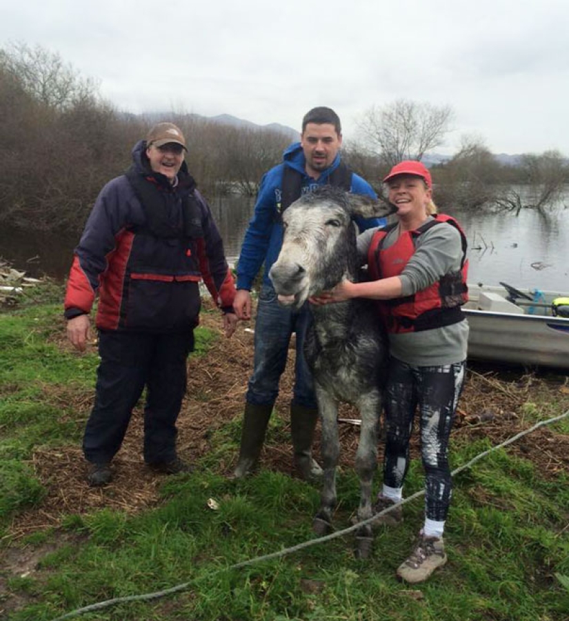 Donkey thanked his rescuers with a grateful smile Donkey thanked his rescuers with a grateful smile