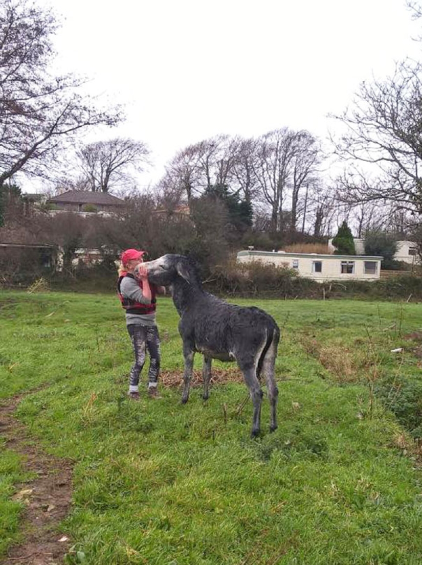 Donkey thanked his rescuers with a grateful smile Donkey thanked his rescuers with a grateful smile