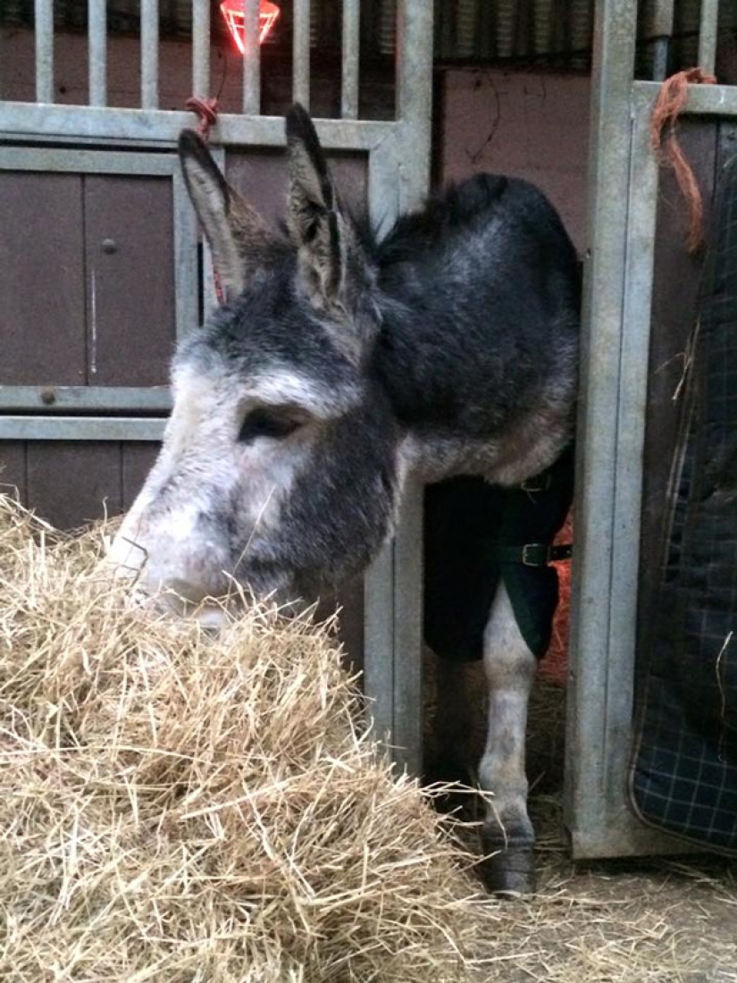 Donkey thanked his rescuers with a grateful smile Donkey thanked his rescuers with a grateful smile