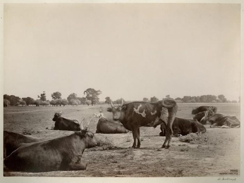 Donskoy album by Ivan Vasilyevich Boldyrev