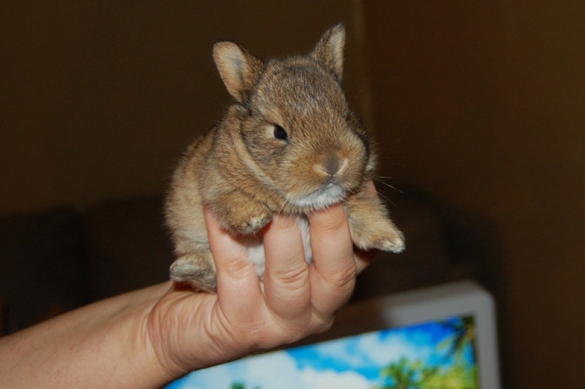 Don't be sad: these animals will remind you that the world is beautiful after all