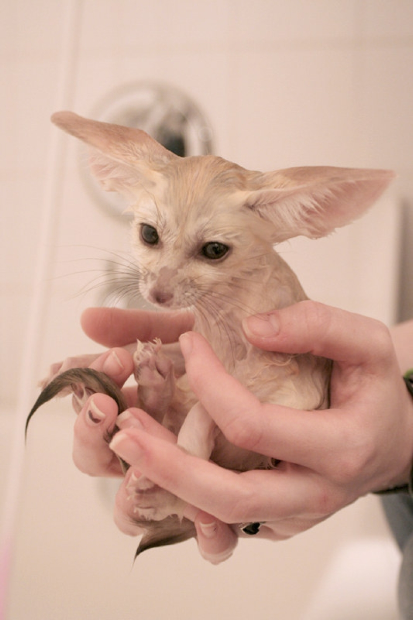 Don't be sad: these animals will remind you that the world is beautiful after all