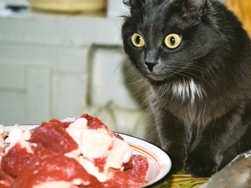 Don't leave food unattended while these pets are around! Don't leave food unattended while these pets are around!