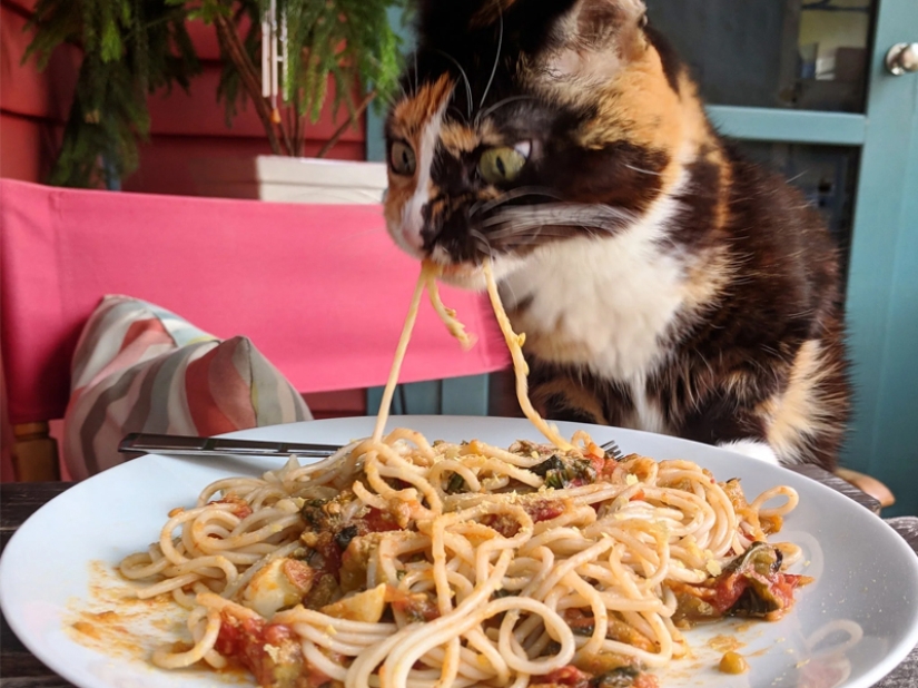 Don't leave food unattended while these pets are around! Don't leave food unattended while these pets are around!