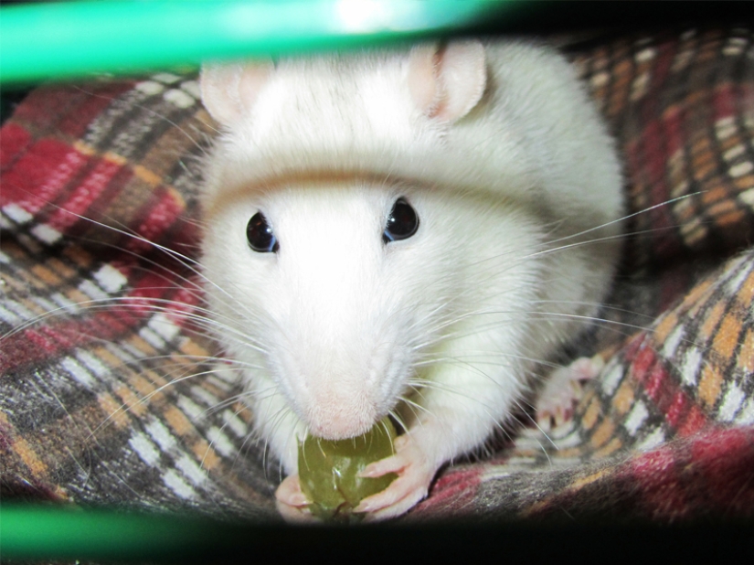 Don't leave food unattended while these pets are around! Don't leave food unattended while these pets are around!