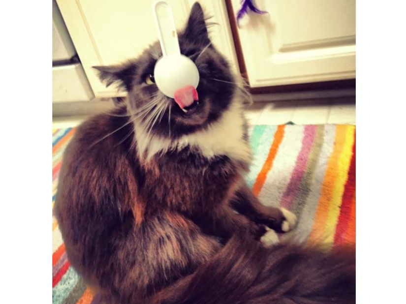 Don't leave food unattended while these pets are around! Don't leave food unattended while these pets are around!