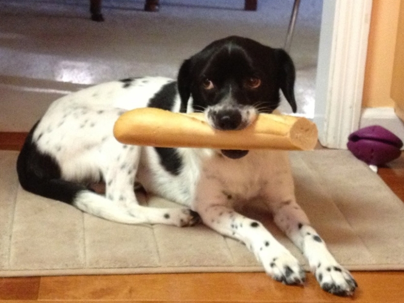 Don't leave food unattended while these pets are around! Don't leave food unattended while these pets are around!