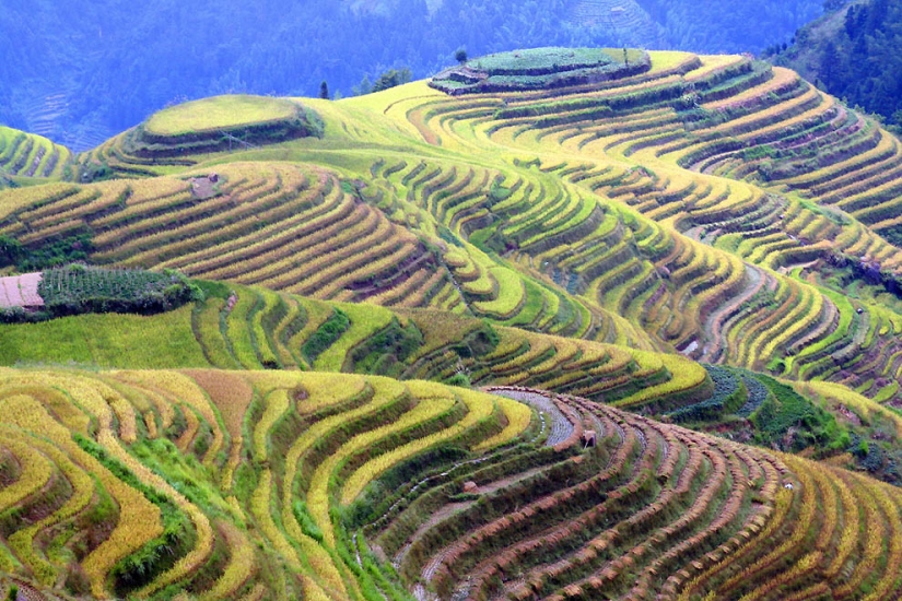 Dragon Ridge Rice Terraces