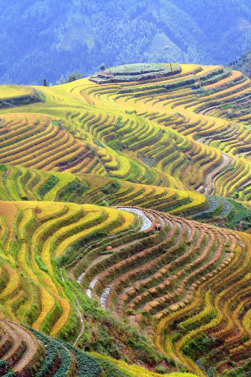 Dragon Ridge Rice Terraces