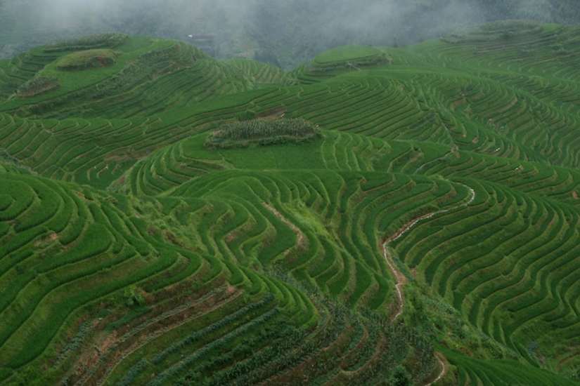 Dragon Ridge Rice Terraces