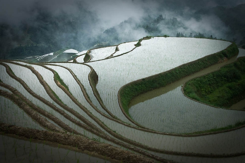 Dragon Ridge Rice Terraces