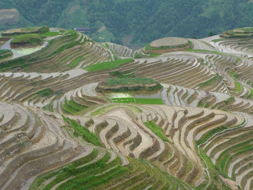 Dragon Ridge Rice Terraces