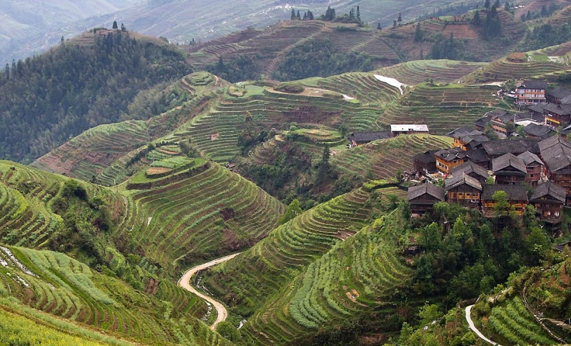 Dragon Ridge Rice Terraces