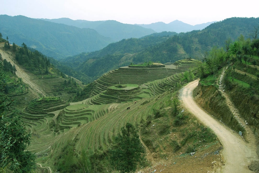 Dragon Ridge Rice Terraces