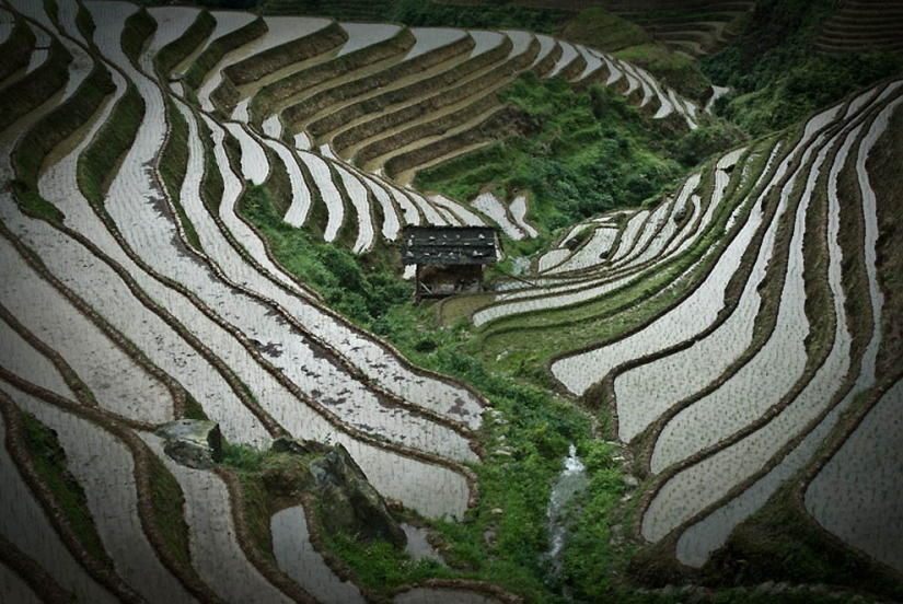 Dragon Ridge Rice Terraces