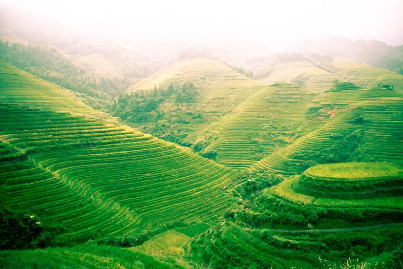 Dragon Ridge Rice Terraces