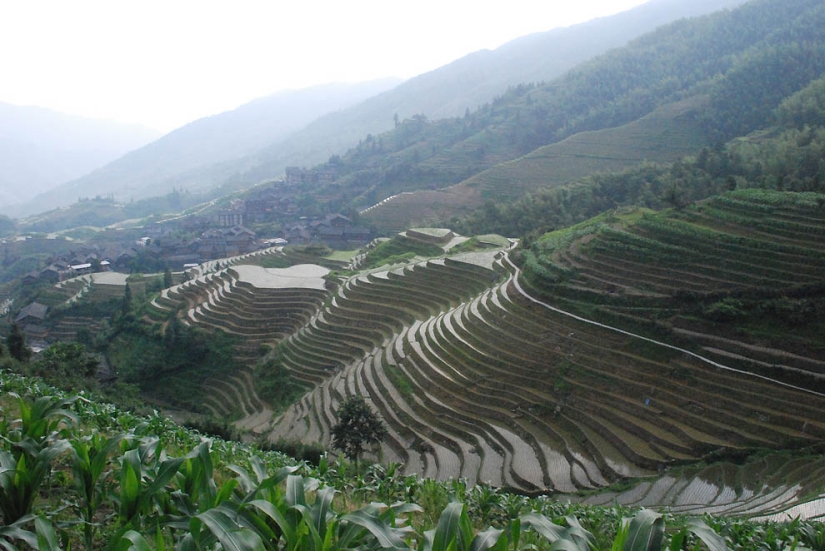 Dragon Ridge Rice Terraces