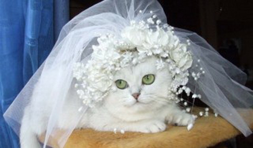 Dreamalkina, Davalkina y otros 3 tipos de mujeres que tienen problemas con "casado"