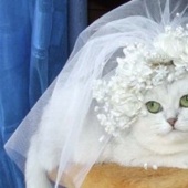 Dreamalkina, Davalkina y otros 3 tipos de mujeres que tienen problemas con "casado"