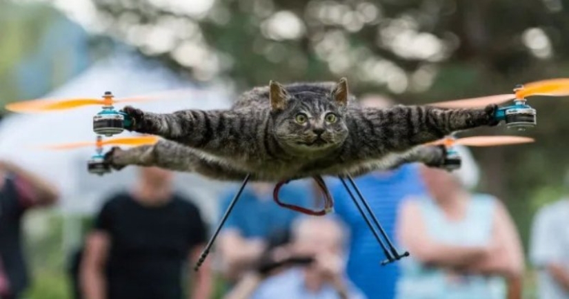 Drones from dead animals — a strange startup from the Netherlands Drones from dead animals — a strange startup from the Netherlands