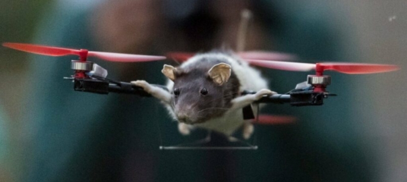 Drones from dead animals — a strange startup from the Netherlands Drones from dead animals — a strange startup from the Netherlands