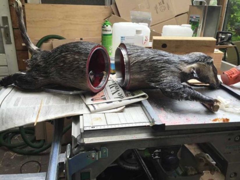 Drones from dead animals — a strange startup from the Netherlands Drones from dead animals — a strange startup from the Netherlands