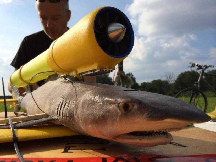 Drones from dead animals — a strange startup from the Netherlands Drones from dead animals — a strange startup from the Netherlands