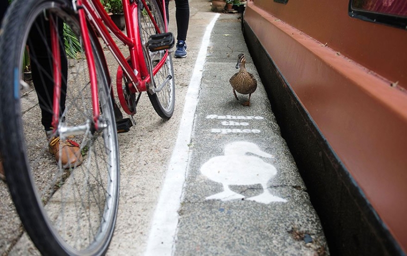 Duck tracks in the UK: birds have become full-fledged road users Duck tracks in the UK: birds have become full-fledged road users