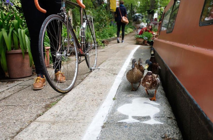 Duck tracks in the UK: birds have become full-fledged road users Duck tracks in the UK: birds have become full-fledged road users