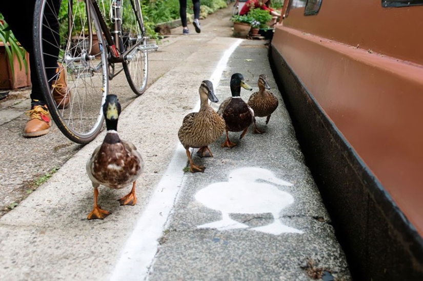 Duck tracks in the UK: birds have become full-fledged road users Duck tracks in the UK: birds have become full-fledged road users
