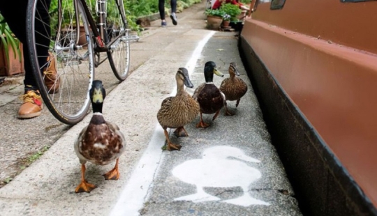 Duck tracks in the UK: birds have become full-fledged road users