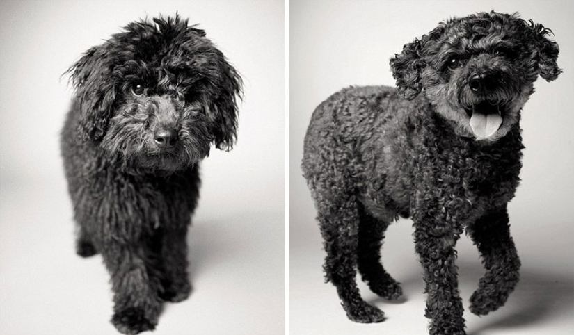 During the journey, the dog could grow up! During the journey, the dog could grow up!