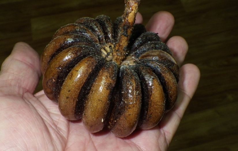 "Dynamite tree— is a plant that is better to admire from afar Pictolic