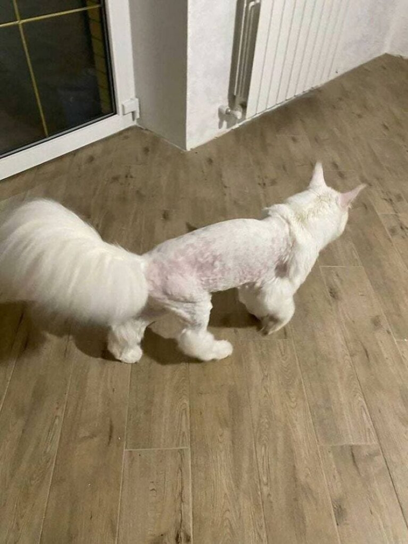 "Eats unworthy and drinks vodka": the network discusses the Russian giant cat