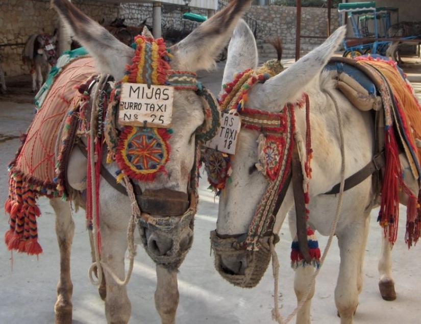Ejemplos de los taxis más inusuales: 10 fotos. Ejemplos de los taxis más inusuales: 10 fotos.