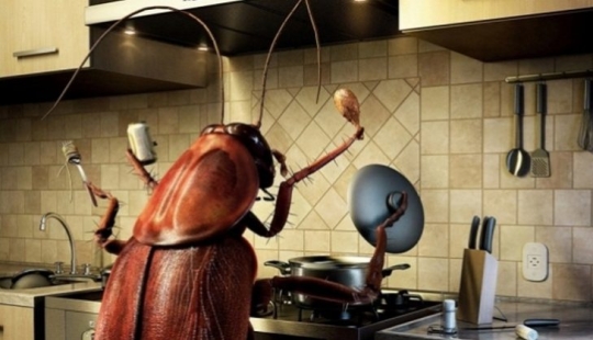 El amor es malvado: un hombre japonés contó su aventura con una cucaracha hembra