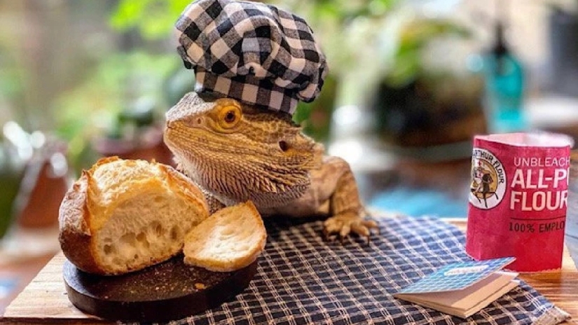 El chef lagarto Lenny the Lizard es una estrella de las redes sociales y autor de libros de cocina El chef lagarto Lenny the Lizard es una estrella de las redes sociales y autor de libros de cocina