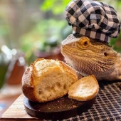 El chef lagarto Lenny the Lizard es una estrella de las redes sociales y autor de libros de cocina