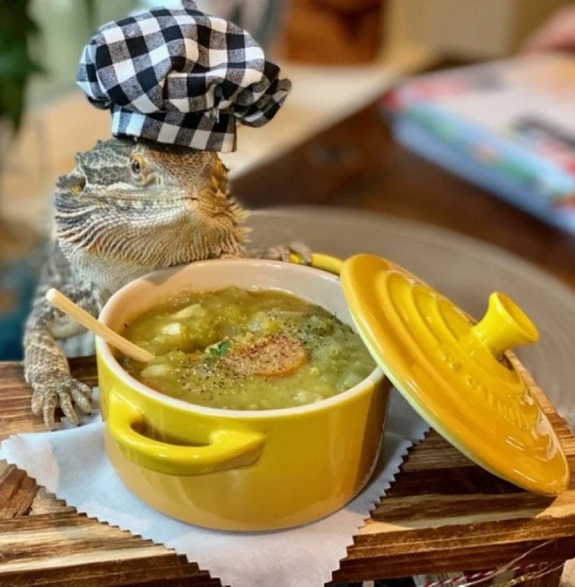 El chef lagarto Lenny the Lizard es una estrella de las redes sociales y autor de libros de cocina El chef lagarto Lenny the Lizard es una estrella de las redes sociales y autor de libros de cocina
