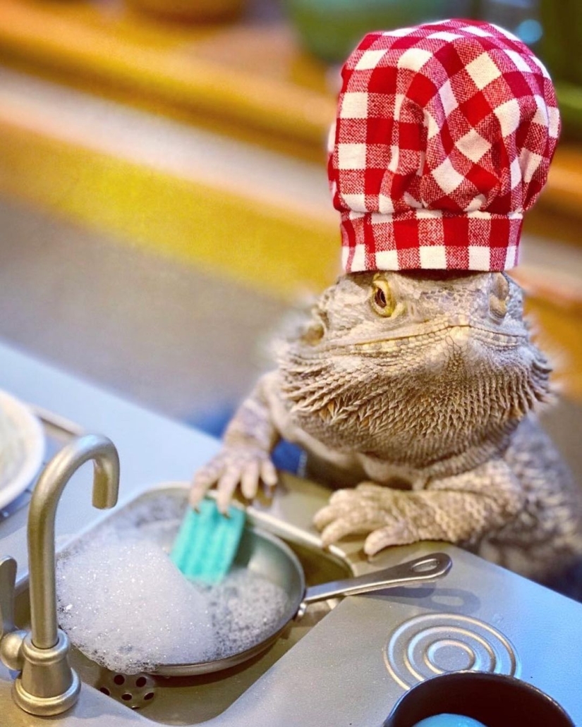 El chef lagarto Lenny the Lizard es una estrella de las redes sociales y autor de libros de cocina El chef lagarto Lenny the Lizard es una estrella de las redes sociales y autor de libros de cocina